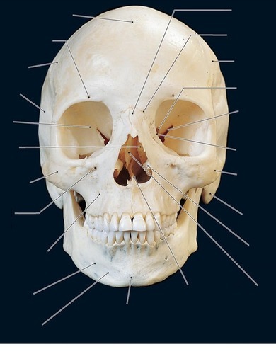 Skull — Anterior View — Middle nasal concha, fully labeled