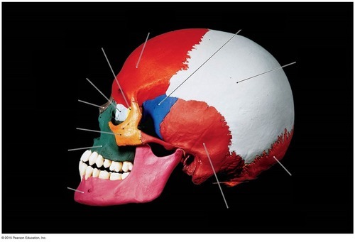 Skull — Bone Identification — ethmoid bone, fully labeled