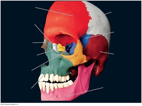 Skull — Bone Identification — Maxillary, fully labeled