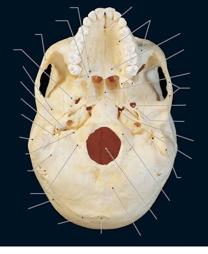 Skull — Inferior View (base), fully labeled