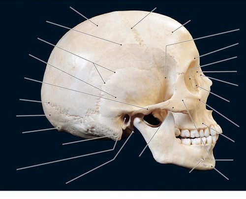 Skull — Lateral View, fully labeled