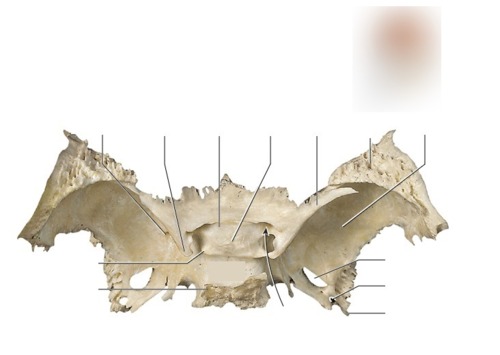 Sphenoid Bone, fully labeled