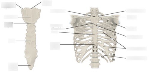 Sternum — Intercostal space, fully labeled