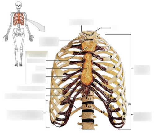 Sternum — Vertebrochondral ribs (ribs 8 -, fully labeled