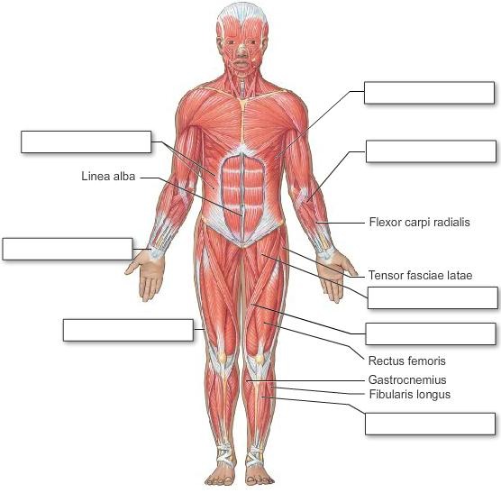Superficial Skeletal Muscles, Anterior View, fully labeled