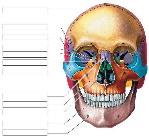 The Adult Skull: Anterior view, part 1, fully labeled