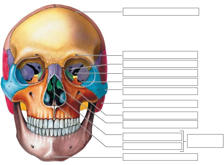 The Adult Skull: Anterior view, part 2, fully labeled
