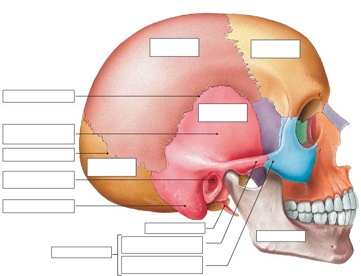 The Adult Skull: Lateral view, part 1, fully labeled