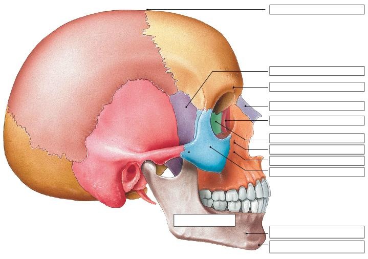 The Adult Skull: Lateral view, part 2, fully labeled