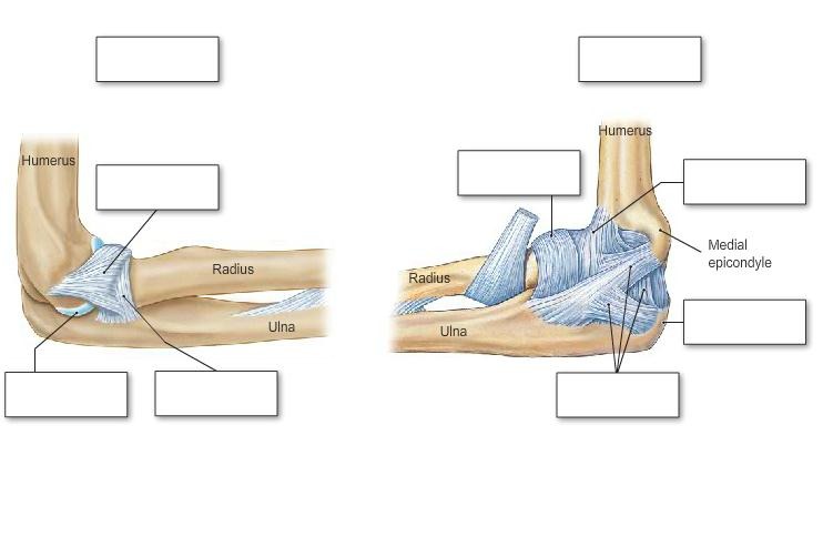 The Elbow Joint, fully labeled