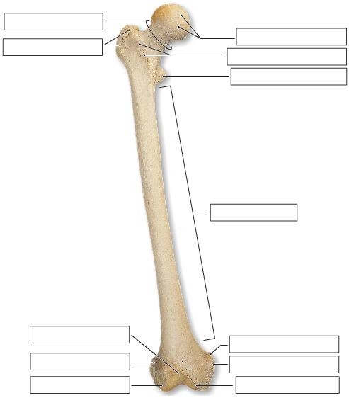The Femur (anterior), fully labeled