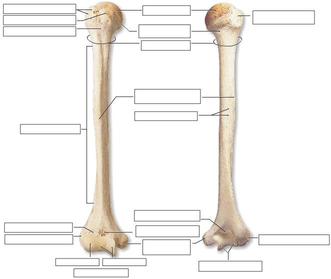 The Humerus, fully labeled