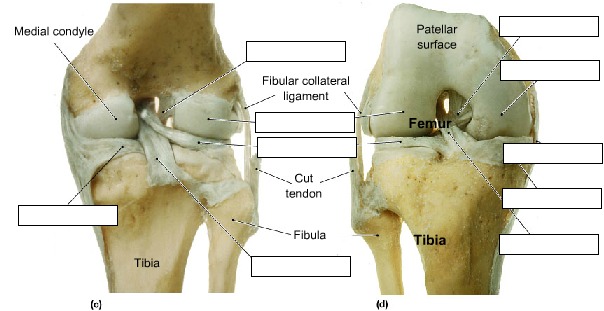 The Knee Joint, fully labeled