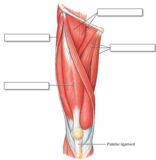 The muscles that move the leg (anterior view), fully labeled