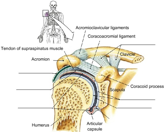The Shoulder Joint, fully labeled