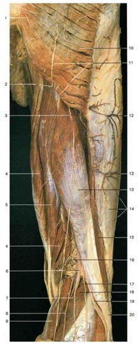 Thigh (posterior aspect), fully labeled