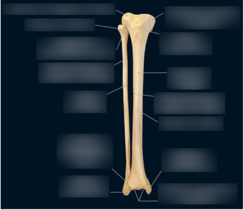 Tibia & Fibula — Interosseous border of fibula, fully labeled
