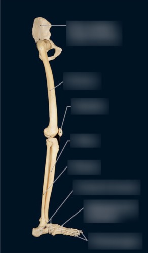 Tibia & Fibula — Os coxae (pelvic bone), fully labeled
