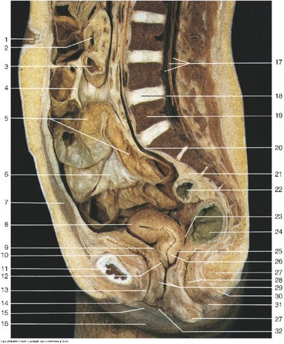 Vertebra (articulated) — Body of fifth lumbar vertebra, fully labeled