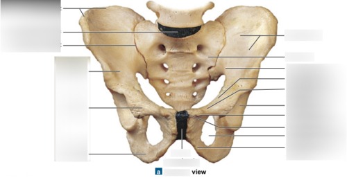 Vertebra (articulated) — Sacro-iliac joint, Pubic crest, fully labeled