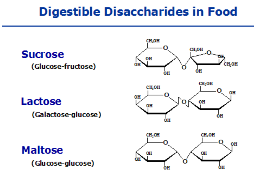 Digestible disaccharides in food: sucrose (glucose + fructose), lactose (galactose + glucose), and maltose (glucose + glucose), each with its chemical structure diagram.