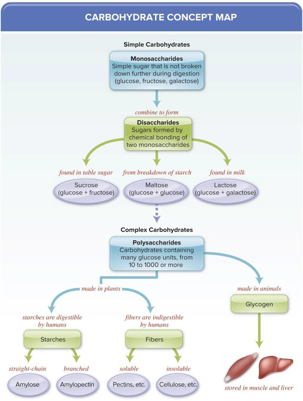 Carbohydrate concept map branching from simple carbohydrates (monosaccharides: glucose, fructose, galactose; disaccharides: sucrose, lactose, maltose) and complex carbohydrates (polysaccharides: starch and fiber), down to sources and metabolism in cells and muscle/liver.