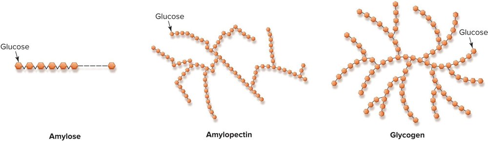 Chemical structure comparison of amylose (a long straight chain of glucose units), amylopectin (a highly branched chain of glucose units), and glycogen (an even more highly branched, denser structure of glucose units).