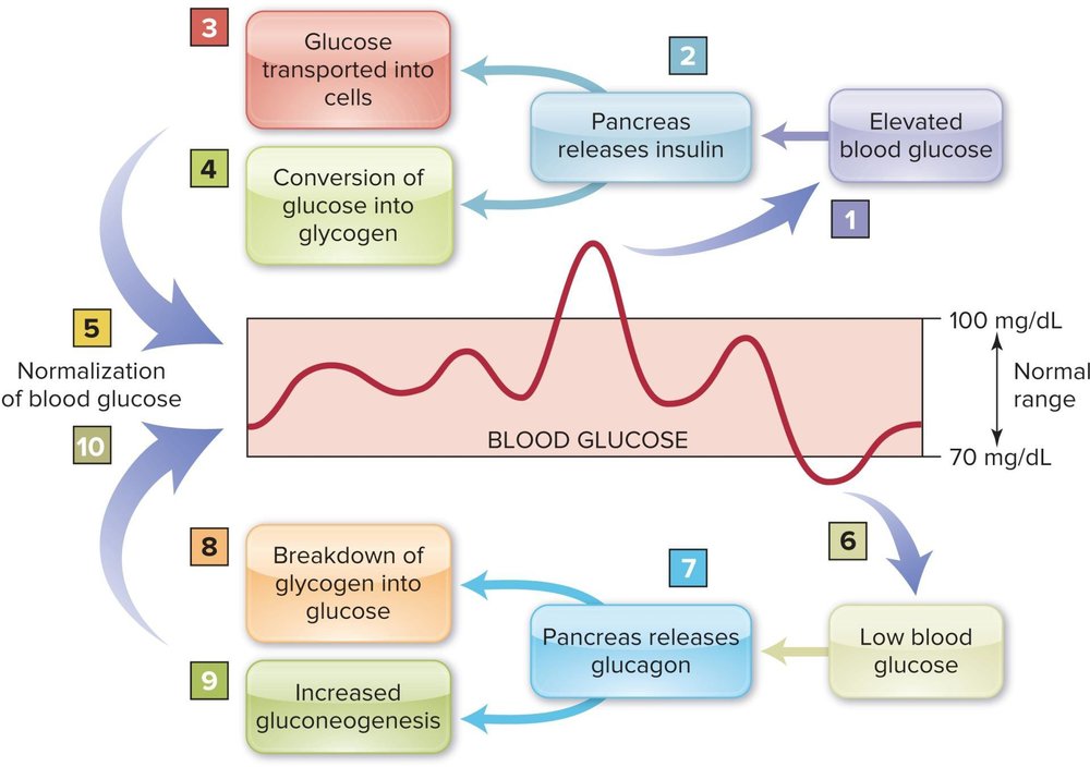 Diagram of blood glucose regulation: glucose absorbed from the gut raises blood glucose, triggering insulin release from the pancreas, which normalizes blood glucose; between meals, falling glucose triggers glucagon release, which stimulates glycogen breakdown and raises blood glucose back to normal.