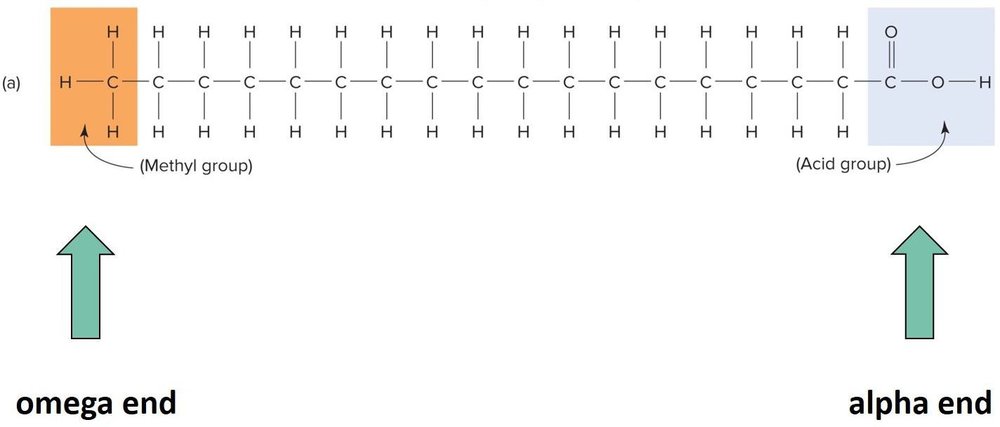 Diagram of the saturated fatty acid stearic acid, showing a straight chain of carbons with single bonds only, methyl group at the omega end and acid group at the alpha end.