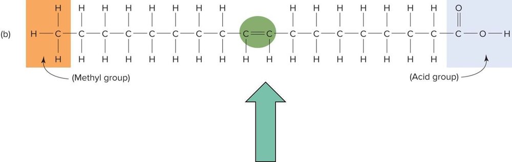 Diagram of the monounsaturated fatty acid oleic acid (omega-9), showing one double bond kink in the carbon chain.