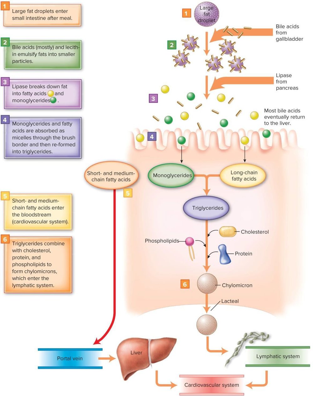 Diagram of dietary fat absorption: large intestinal lumen with bile acids and dietary fat forming micelles, absorbed into intestinal cells, reassembled into chylomicrons, and released into the lymphatic system, eventually reaching the liver via the bloodstream.