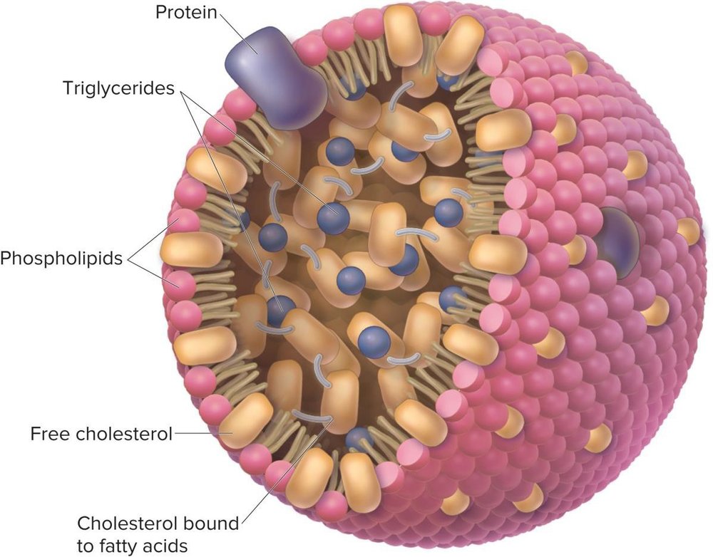 Diagram of a lipoprotein particle's structure: an outer shell of phospholipids, free cholesterol, and protein, surrounding a hydrophobic core of triglycerides and cholesterol bound to fatty acids.