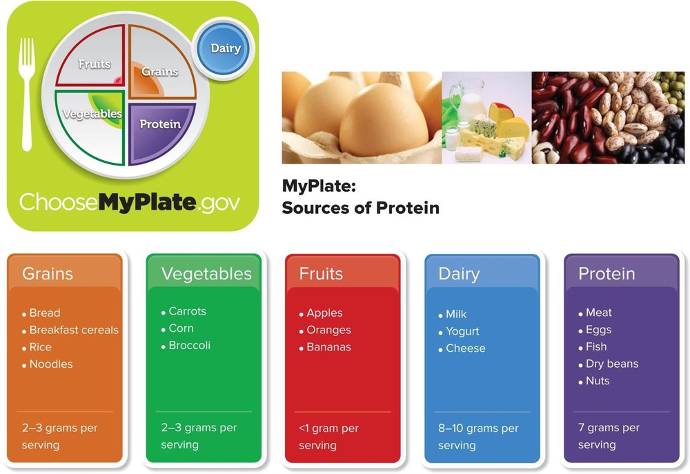 MyPlate graphic showing sources of protein by food group: seafood, lean meat and poultry, eggs, beans and peas, nuts and seeds, and soy products.