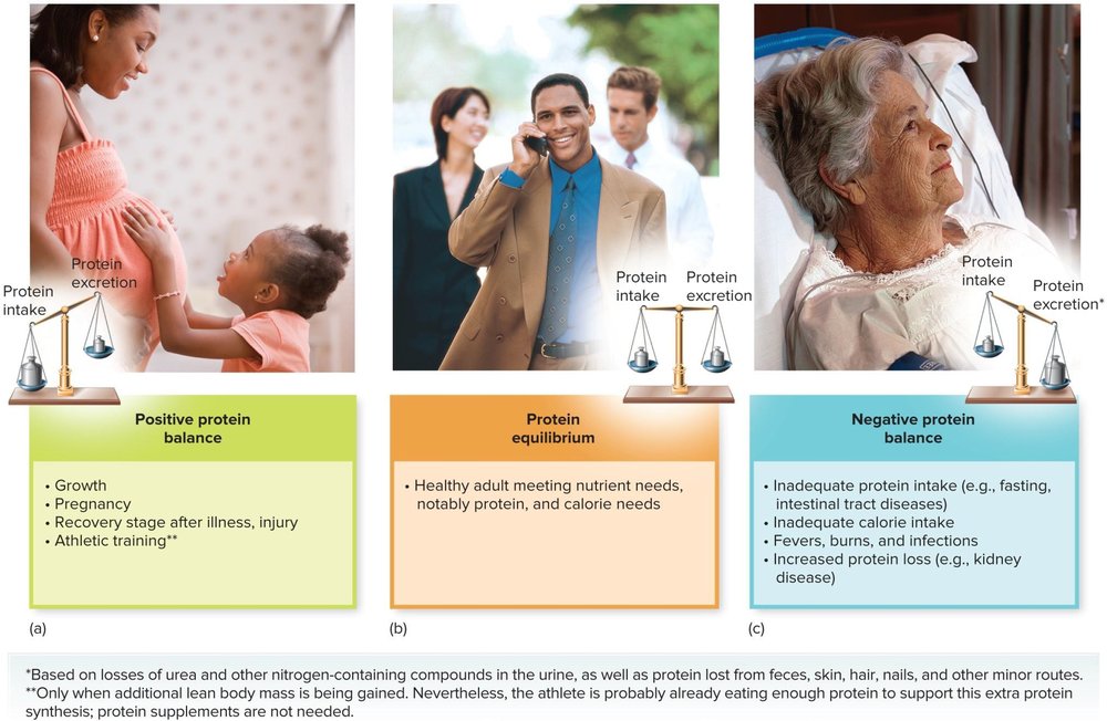 Three-photo comparison illustrating positive protein balance (growth/pregnancy), negative protein balance (illness/wasting), and protein equilibrium (healthy adult maintenance).