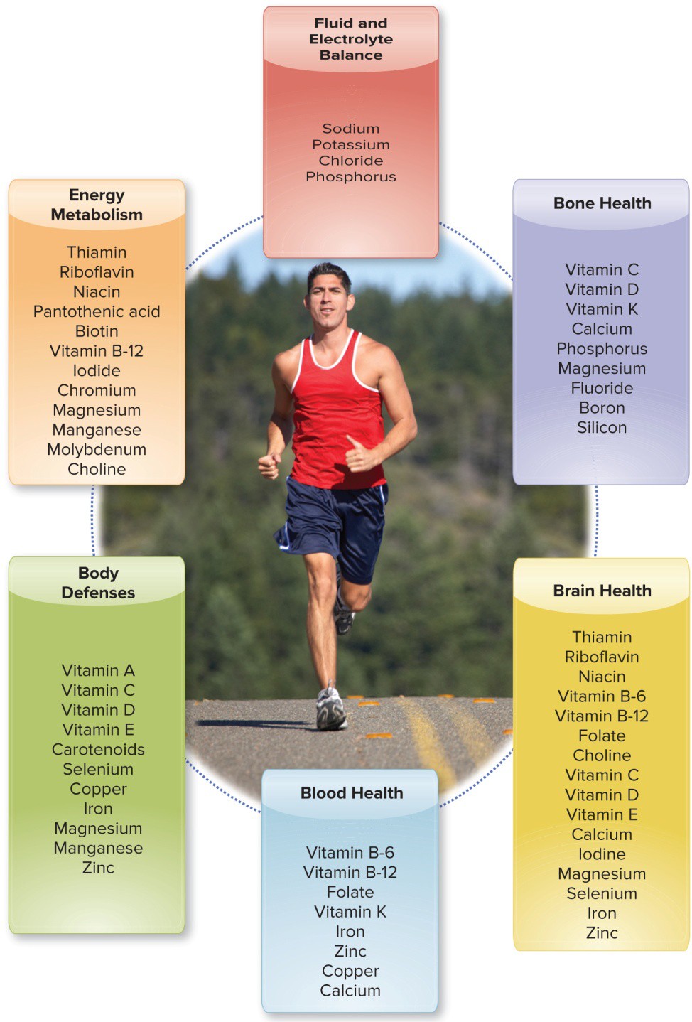 Infographic on micronutrient functions grouped into four categories: energy metabolism, bone health, body defenses, and blood health, each listing the relevant vitamins and minerals.
