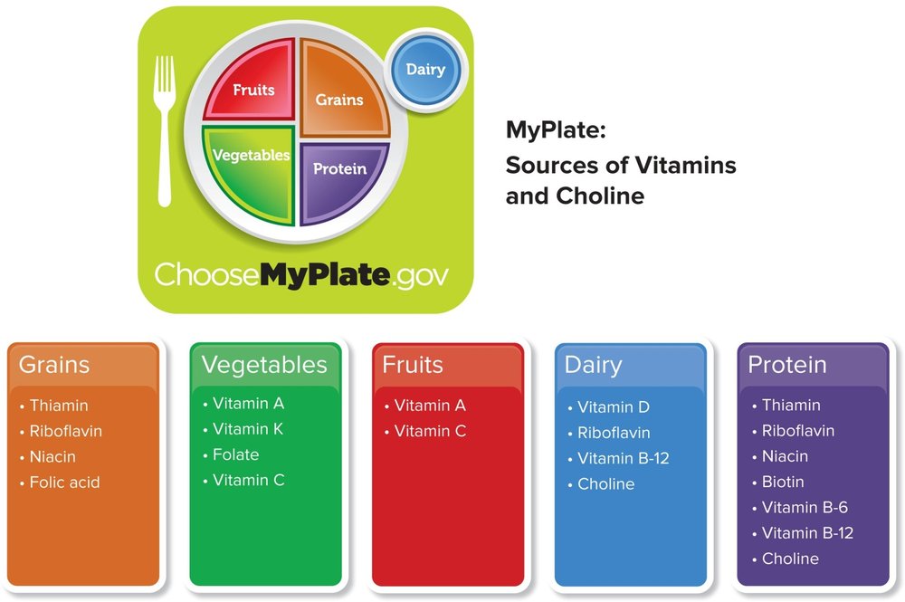 MyPlate graphic showing sources of vitamins and choline by food group: grains, vegetables, fruits, dairy, and protein, each listing which vitamins they are rich in.