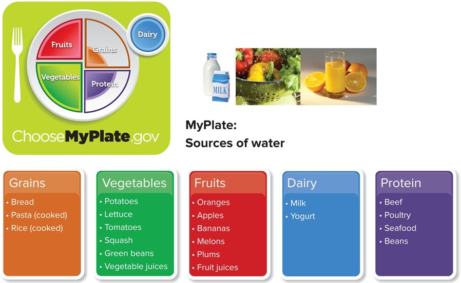 MyPlate graphic showing sources of water by food group: grains, vegetables, fruits, dairy, and protein, each listing water-rich examples such as soups, lettuce, watermelon, and milk.