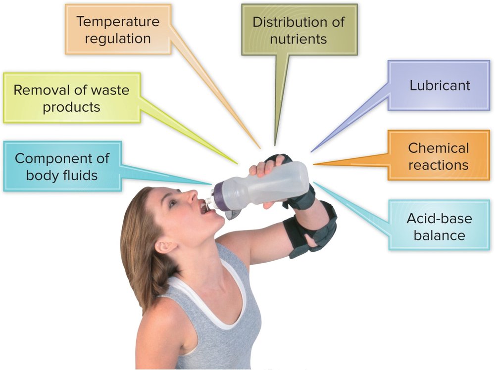 Hub-and-spoke diagram of the functions of water, with a central image of a person drinking water surrounded by labeled functions: temperature regulation, distribution of nutrients, removal of waste products, component of body fluids, lubricant, chemical reactions, and acid-base balance.