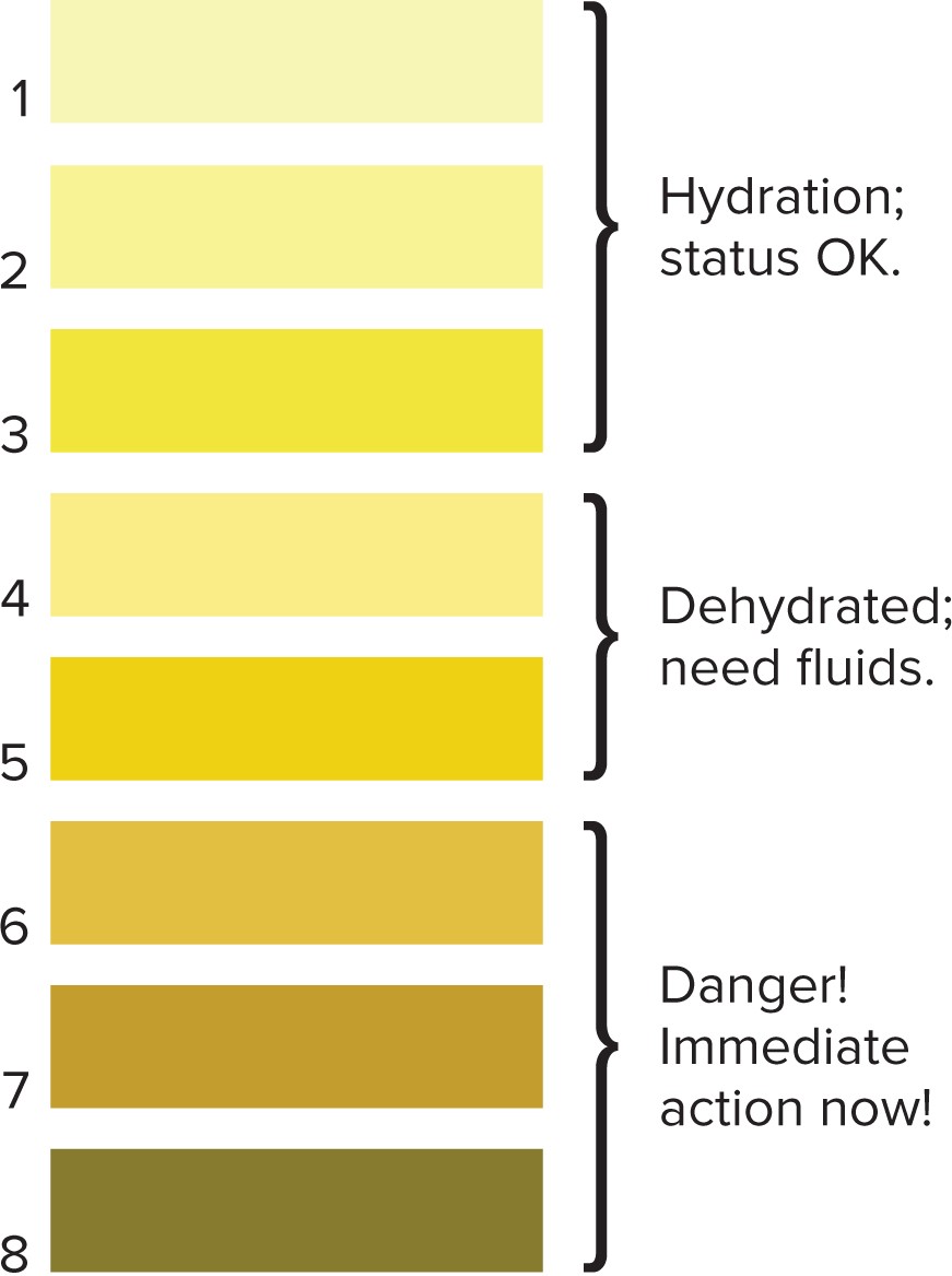Urine color hydration chart, numbered 1 through 8, ranging from pale yellow (1-3, well hydrated) through progressively darker yellow-gold (4-5, dehydrated, need fluids) to dark amber/brown (6-8, danger, immediate action needed).