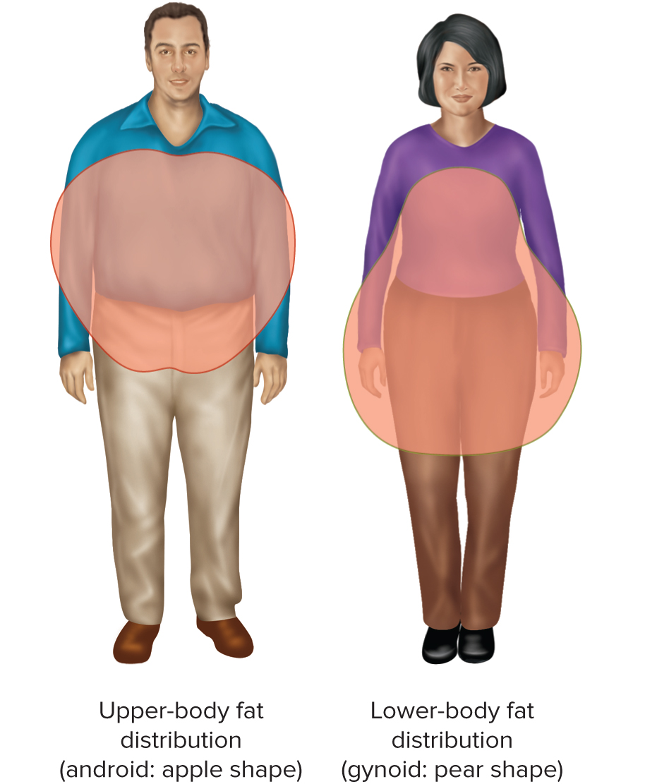 Illustration comparing upper-body (android, apple-shaped) fat distribution in a male figure versus lower-body (gynoid, pear-shaped) fat distribution in a female figure, each with the fat-storage region outlined.
