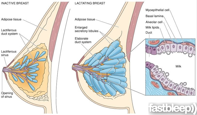 Side-by-side cross-section of an inactive breast versus a lactating breast, labeling adipose tissue, lactiferous duct system, lactiferous sinus, and opening of the sinus in the inactive breast, and adipose tissue, enlarged secretory lobules, and elaborate duct system in the lactating breast, with an inset showing myoepithelial cells, basal lamina, alveolar cells, and milk lipids at the level of an individual milk-secreting duct.