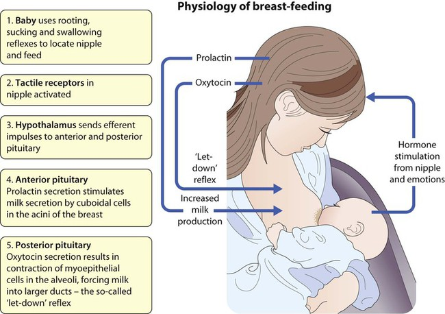 Flow diagram of breastfeeding physiology: baby's rooting/sucking/swallowing reflexes activate tactile nipple receptors, signaling the hypothalamus to send efferent impulses to the anterior and posterior pituitary; the anterior pituitary secretes prolactin to stimulate milk secretion by cuboidal acinar cells, while the posterior pituitary secretes oxytocin to contract myoepithelial cells around the alveoli, forcing milk into larger ducts (the let-down reflex).