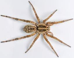 Hobo spider, from the lecture slides