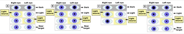 Four panels showing pupil behavior in dark, light and near gaze.
