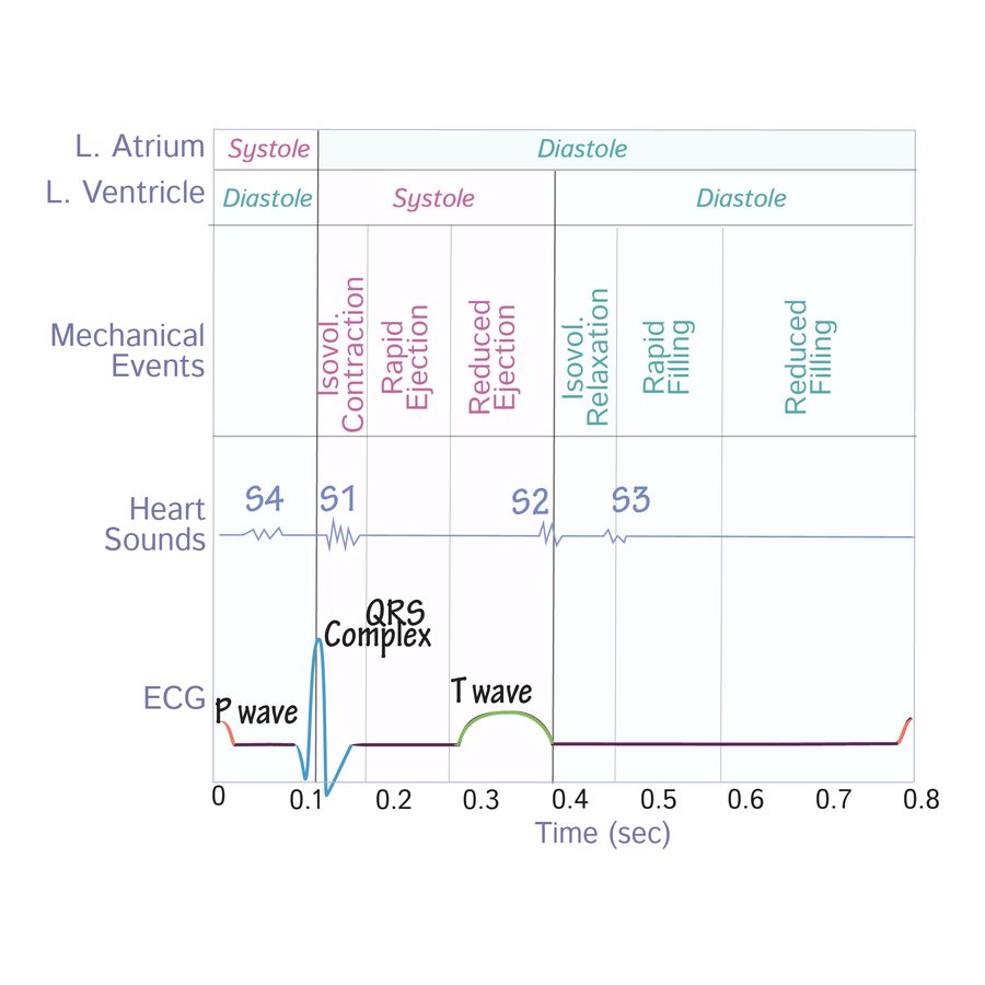 Cardiac cycle timing diagram with atrial and ventricular systole and diastole, mechanical events, the heart sounds S4, S1, S2 and S3, and the electrocardiogram P wave, QRS and T wave.