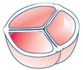 Drawing of a normal aortic valve with three cusps.