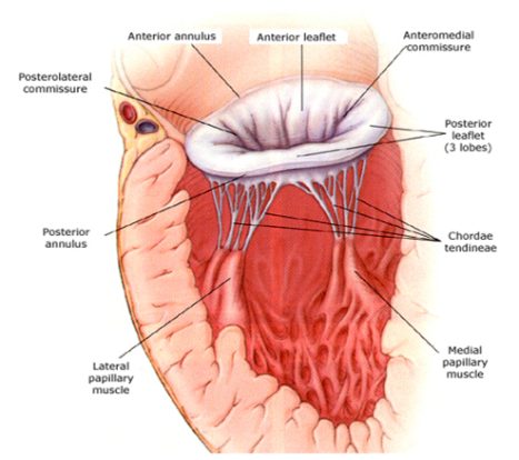 Drawing of the mitral apparatus: anterior and posterior annulus, anterior leaflet, posterior leaflet with three lobes, commissures, chordae tendineae and the lateral and medial papillary muscles.