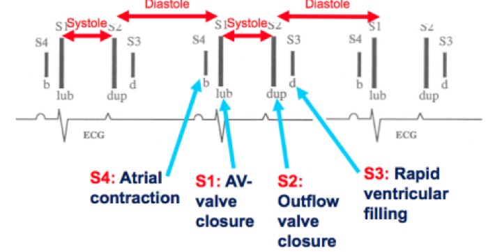 Heart-sound timing diagram: S4 atrial contraction just before S1, S1 atrioventricular valve closure, S2 outflow valve closure, S3 rapid ventricular filling in early diastole.