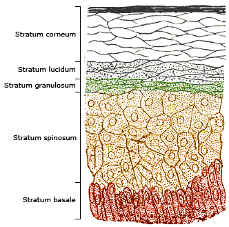 Labeled cross-section of the epidermis showing, from deep to superficial, stratum basale, stratum spinosum, stratum granulosum, stratum lucidum and stratum corneum.