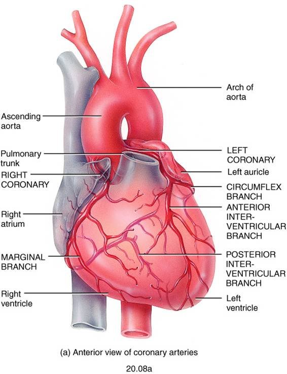 Anterior view of the heart with the right and left coronary arteries and their branches labeled.